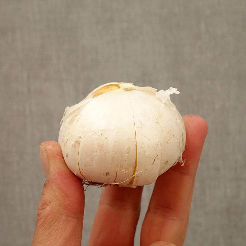 Exemplaar van Allium Gladiator - Sierui Bol kaliber 20+ zoals geleverd in de herfst