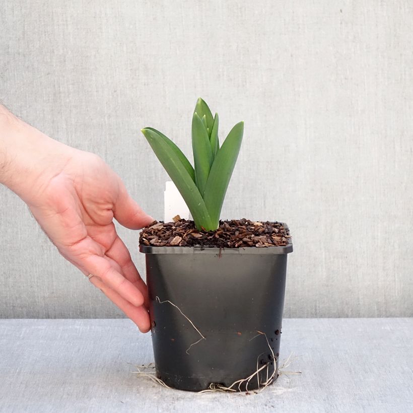 Exemplaar van Allium Gladiator - Sierui Pot van 2 l/3 l kaliber 18 zoals geleverd in de winter