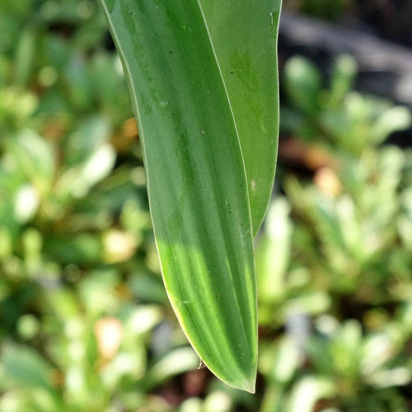 Allium Globemaster - Sierui (Blad)