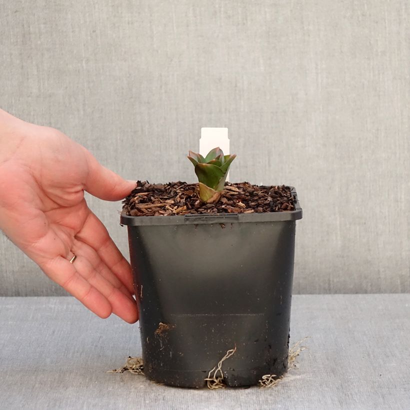 Exemplaar van Allium Globemaster - Sierui Pot van 2 l/3 l zoals geleverd in de winter