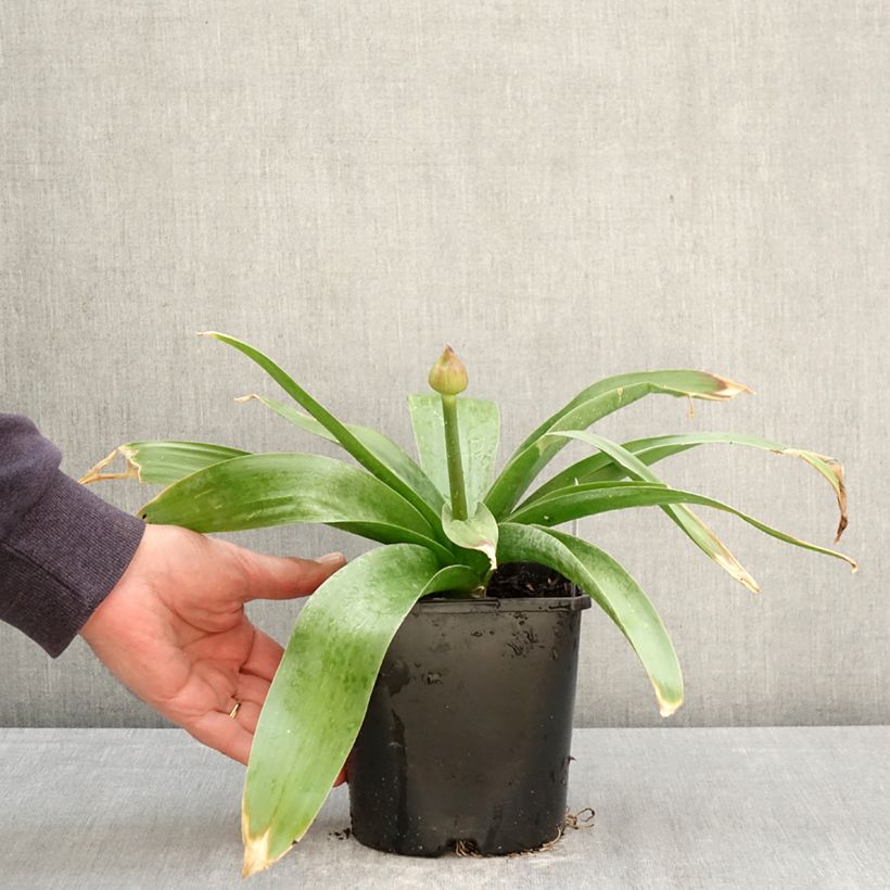 Exemplaar van Allium Globemaster - Sierui Pot van 2 l/3 l zoals geleverd in de lente
