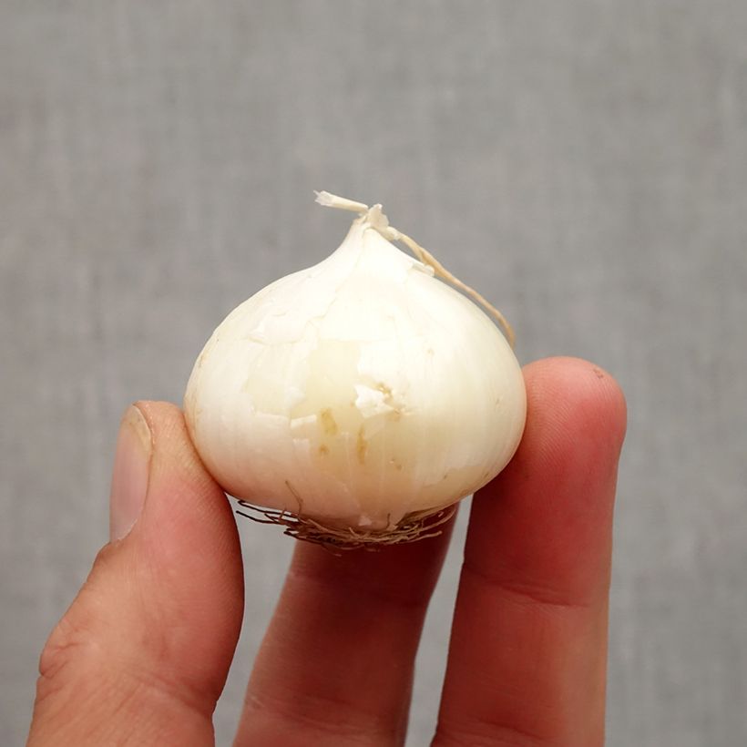 Example of Allium karataviense - Ail d'ornement du Turkestan Bol size 10+ as you get in automne