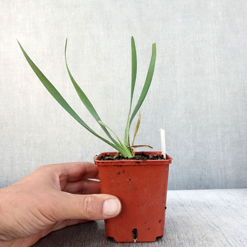 Exemplaar van Allium Lavender Bubbles - Sierui Kweekpotje van 8/9 cm zoals geleverd in de herfst