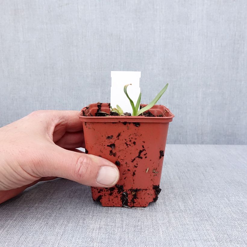 Example of Ail d'ornement - Allium Lavender Bubbles Kweekpotje van 8/9 cm as you get in hiver