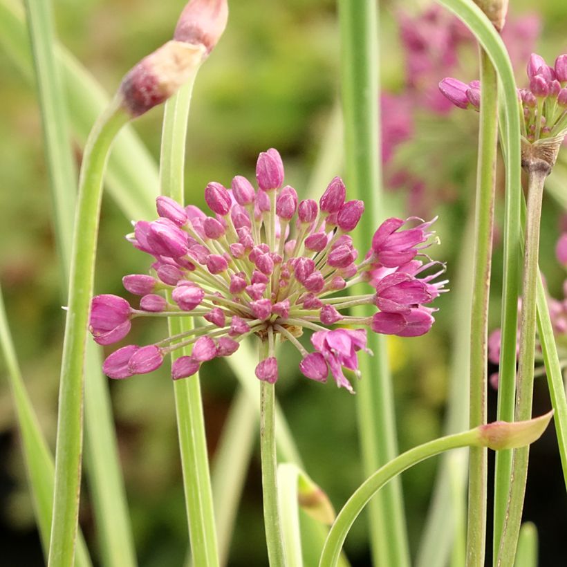 Allium Lavender Bubbles - Sierui (Bloei)
