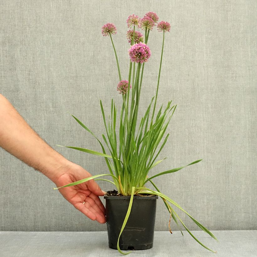 Exemplaar van Ail d'ornement - Allium Lavender Bubbles Pot de 2L/3L zoals geleverd in de zomer