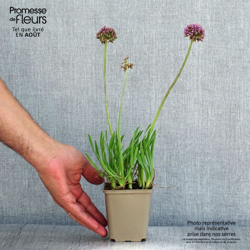 Exemplaar van Allium Little Sapphire - Sierui Kweekpotje van 8/9 cm zoals geleverd in de zomer