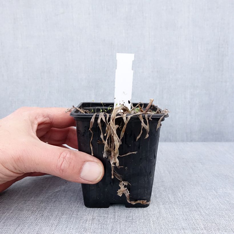 Example of Allium Little Sapphire - Sierui Kweekpotje van 8/9 cm as you get in hiver