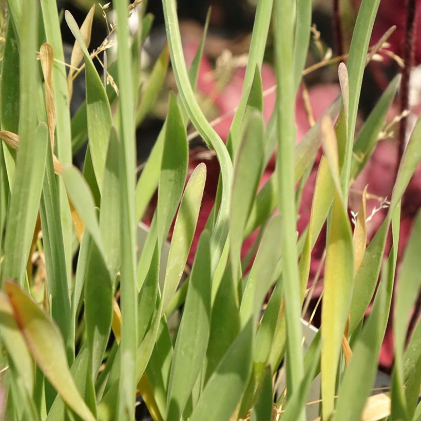 Allium Little Sapphire - Sierui (Blad)