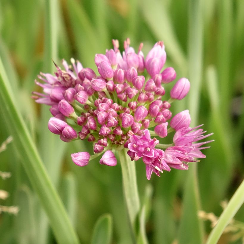 Allium Little Sapphire - Sierui (Bloei)