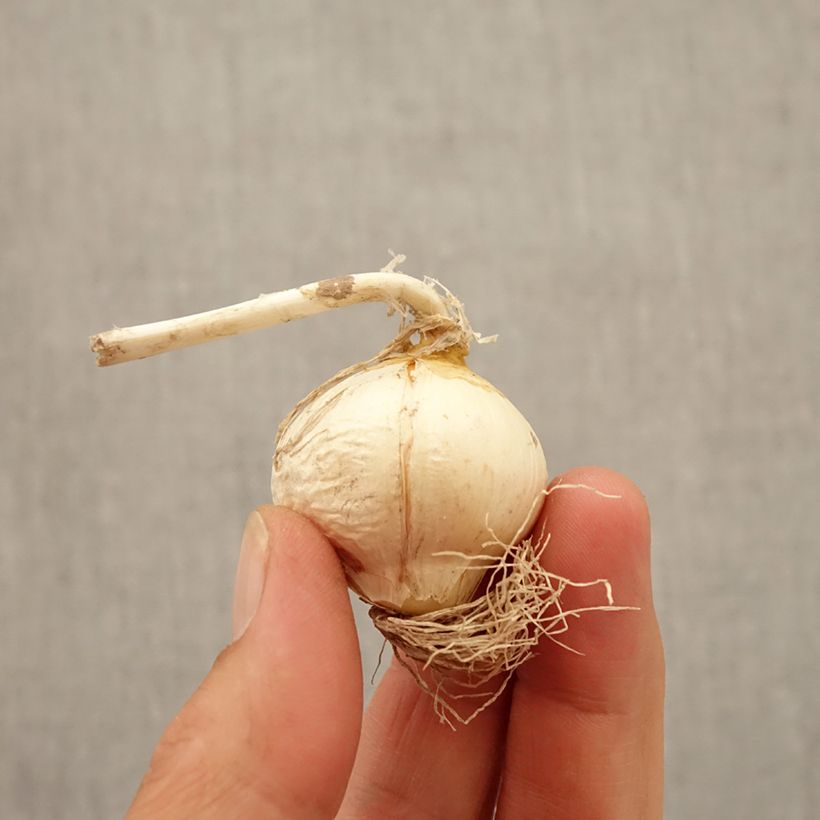 Exemplaar van Allium Miami - Sierui Bol kaliber 10+ zoals geleverd in de herfst