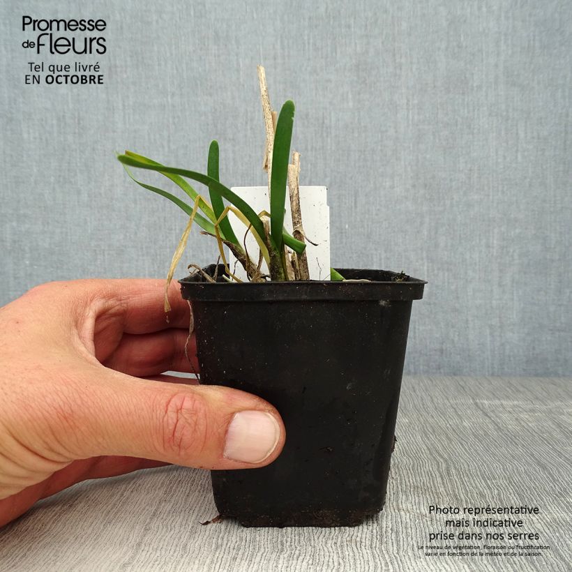 Exemplaar van Allium Millenium - Sierui Kweekpotje van 8/9 cm zoals geleverd in de herfst