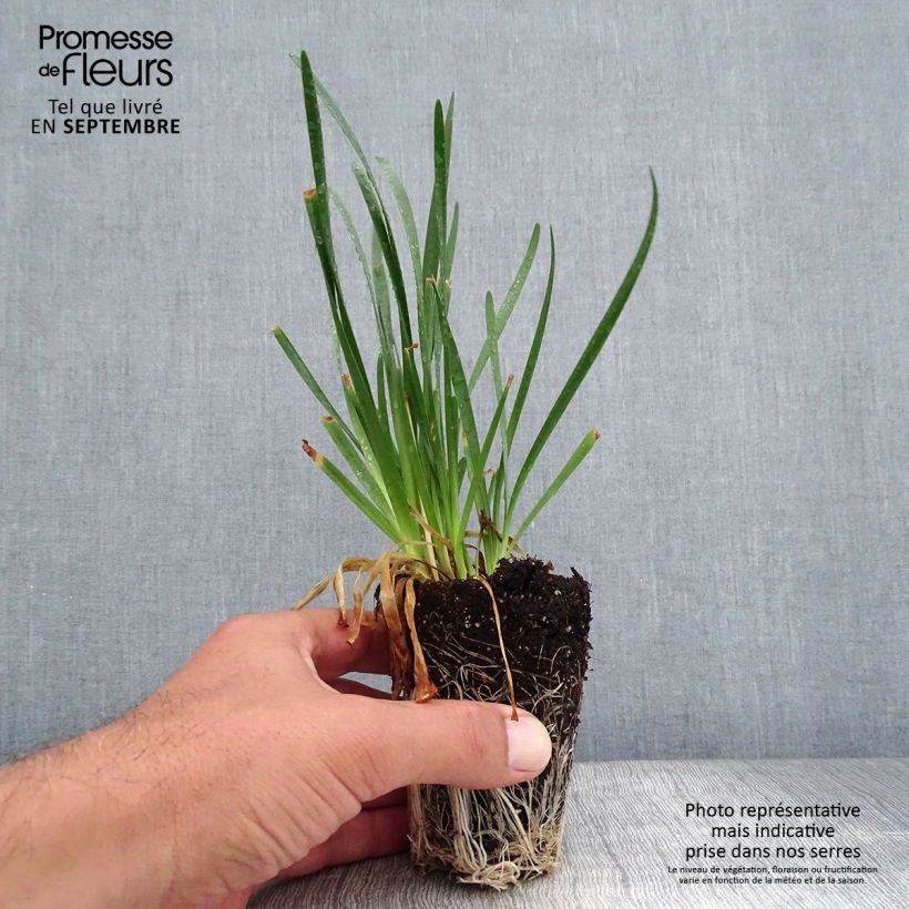 Example of Allium Millenium - Sierui Mini-mot Ø 3/4 cm as you get in automne