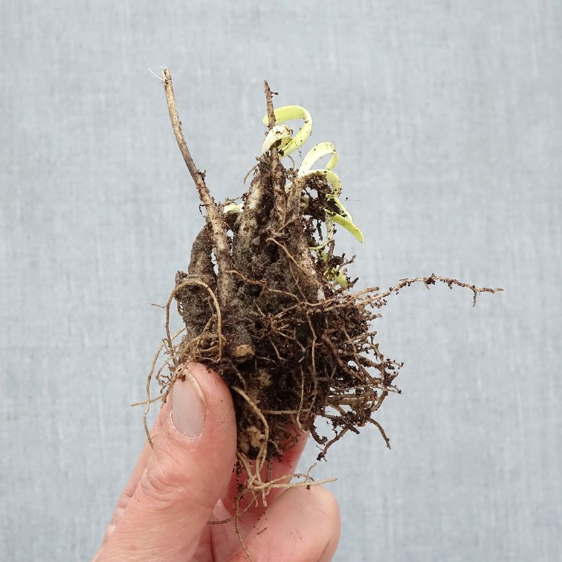 Example of Allium Millenium - Sierui Naakte wortel as you get in hiver