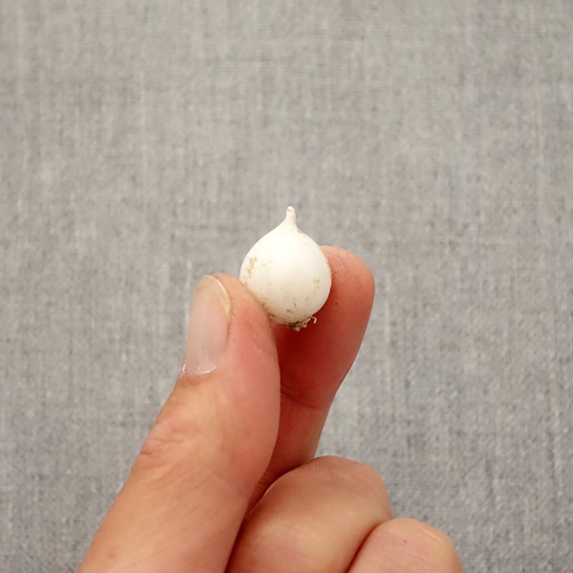 Example of Allium moly - Goudlook Bol size 5+ as you get in automne