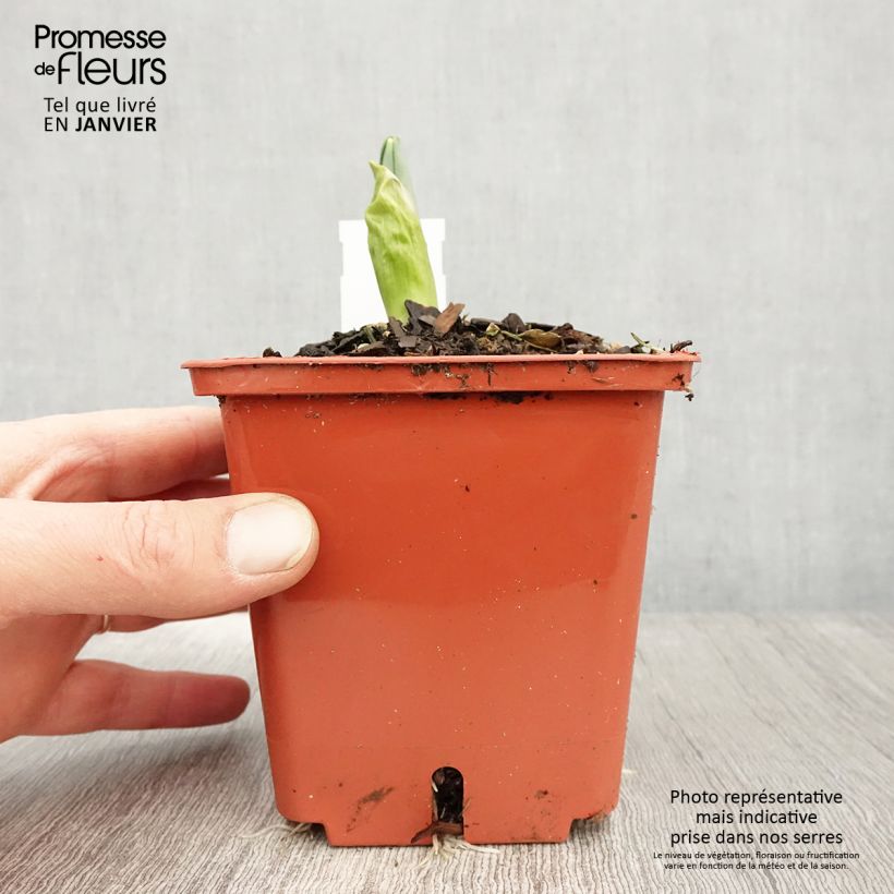 Example of Ail d'ornement - Allium Mont Blanc Pot van 1 l/1,5 l as you get in hiver