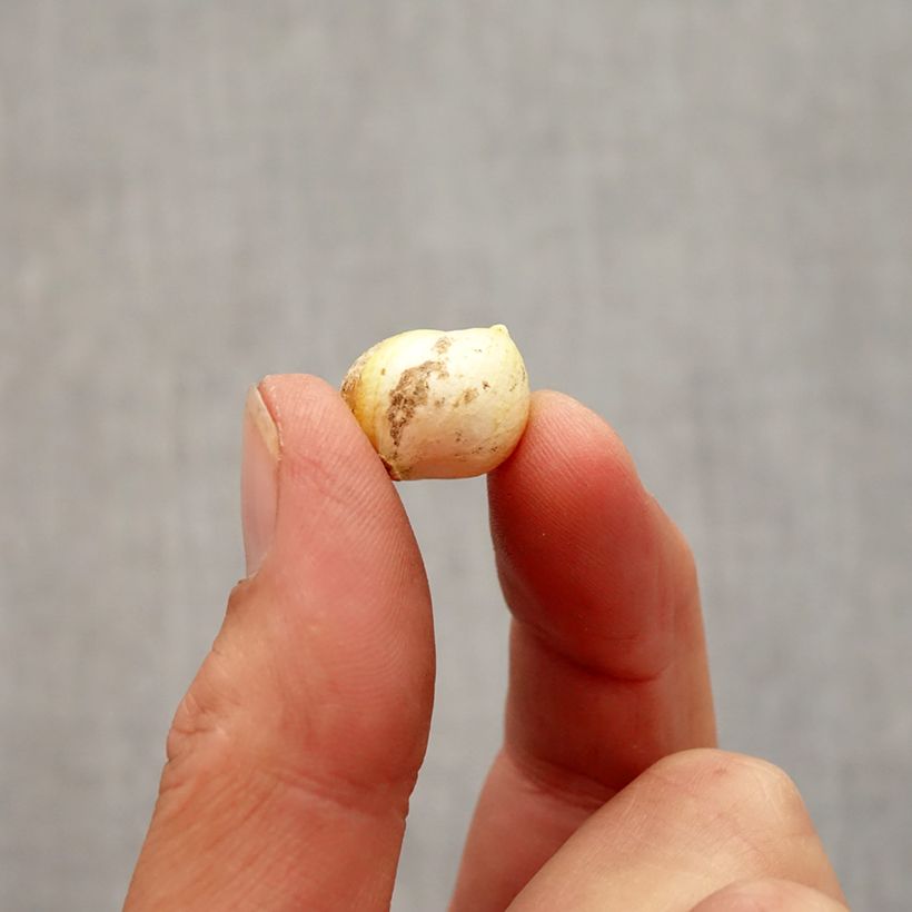 Example of Allium neapolitanum - Bruidsuitje Bol size 4+ as you get in automne