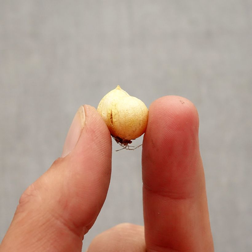 Exemplaar van Allium neapolitanum Groupe Cowanii - Bruidsuitje Bol kaliber 5+ zoals geleverd in de herfst