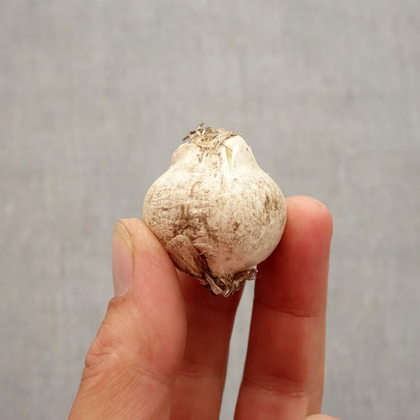 Example of Ail d'ornement - Allium nigrum ou multibulbosum Bol size 10+ as you get in automne