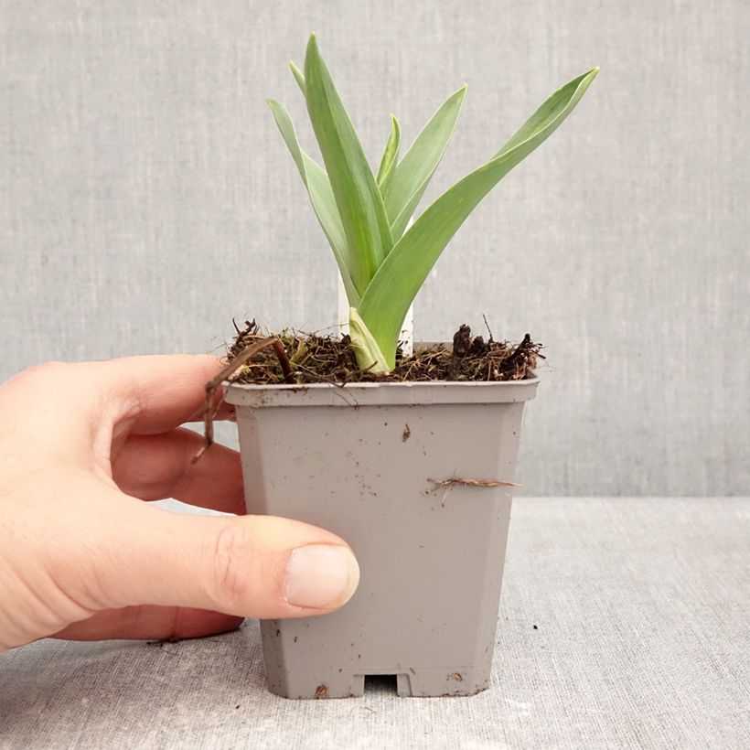 Exemplaar van Allium nigrum ssp multibulbosum - Zwarte look Kweekpotje van 8/9 cm kaliber 12+ zoals geleverd in de winter