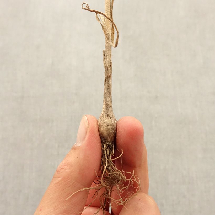 Exemplaar van Allium pulchellum - Berglook Bol kaliber I zoals geleverd in de herfst