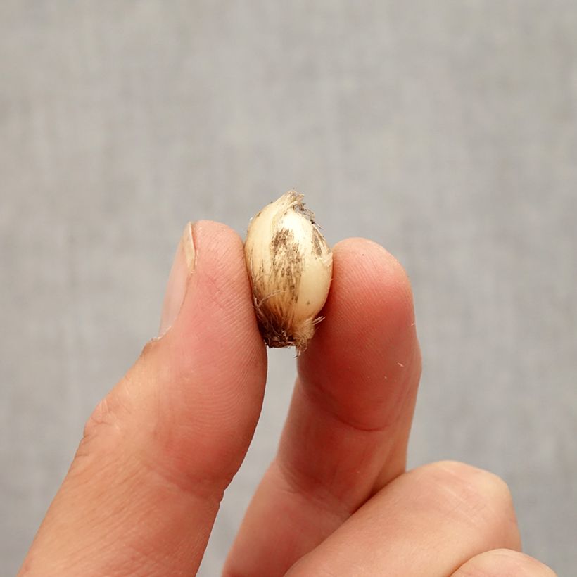 Exemplaar van Allium scorodoprasum Bizarre - Slangenlook Bol kaliber 5+ zoals geleverd in de herfst