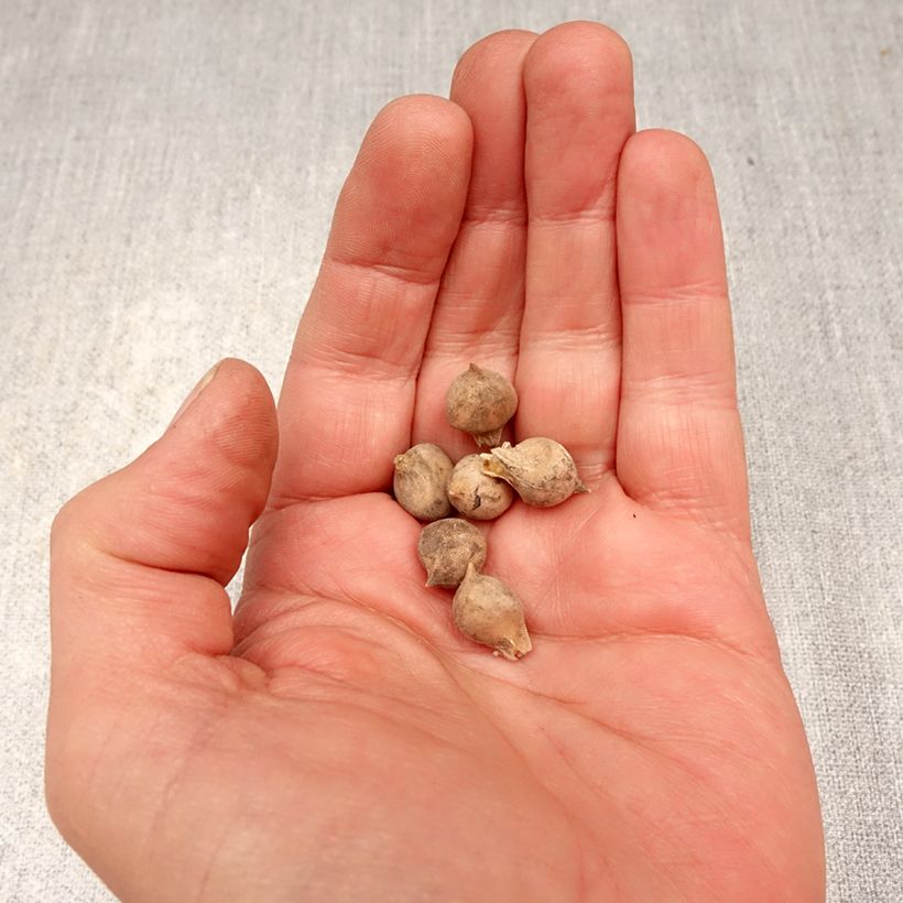 Exemplaar van Allium roseum - Sierui Bol kaliber 4+ zoals geleverd in de lente