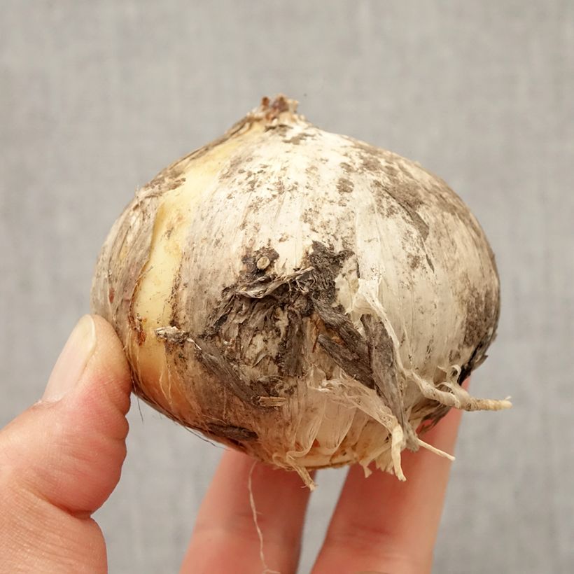 Exemplaar van Allium Round and Purple - Sierui Bol kaliber 18/20 zoals geleverd in de herfst