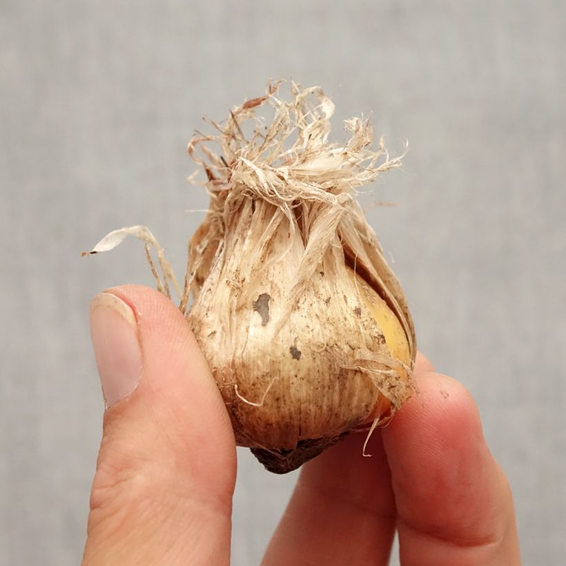 Exemplaar van Allium schubertii Arctic Snow - Sierui Bol kaliber 12+ zoals geleverd in de herfst