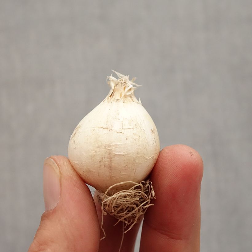 Exemplaar van Allium schubertii - Sierui Bol kaliber 12+ zoals geleverd in de herfst