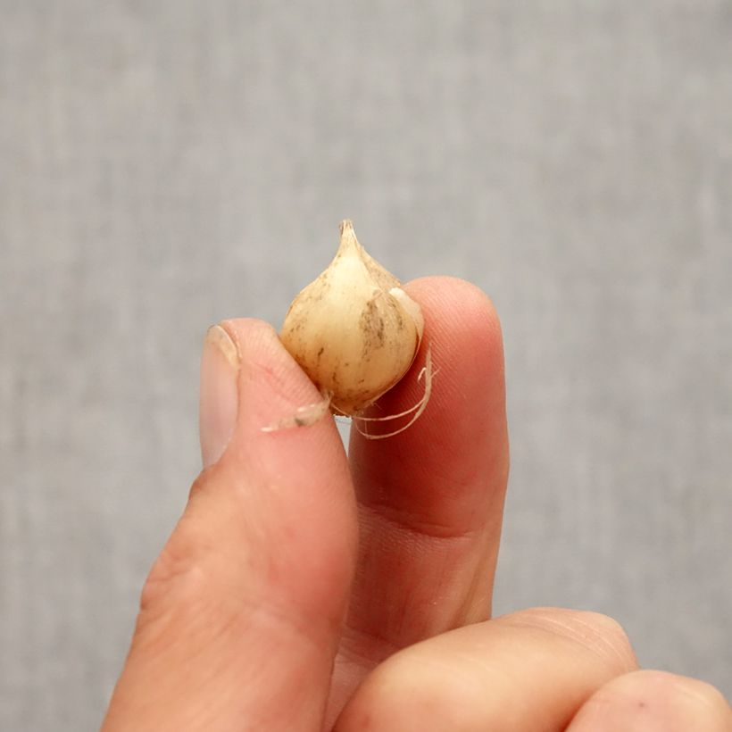 Exemplaar van Allium scorodoprasum Art - Slangenlook Bol kaliber 5+ zoals geleverd in de herfst