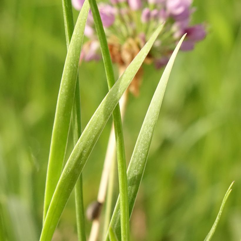 Allium senescens Avatar - Sierui (Blad)