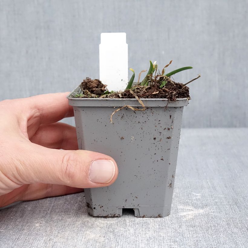 Exemplaar van Allium senescens In Orbit - Sierui Kweekpotje van 8/9 cm kaliber I zoals geleverd in de winter