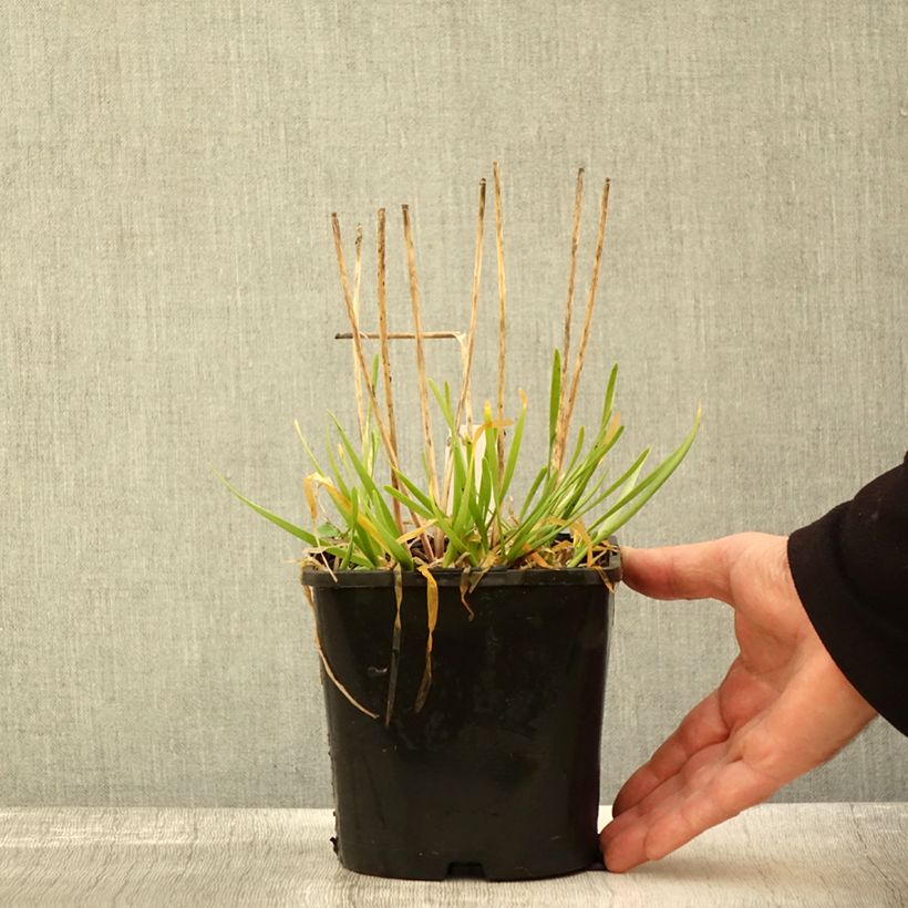Exemplaar van Allium senescens In Orbit - Sierui Pot van 2 l/3 l zoals geleverd in de herfst