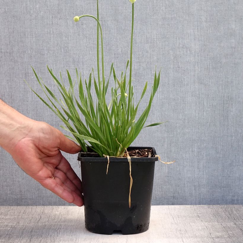 Exemplaar van Allium senescens In Orbit - Sierui Pot van 2 l/3 l zoals geleverd in de zomer
