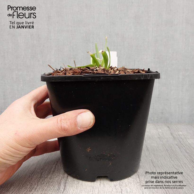 Example of Ail d'ornement - Allium senescens In Orbit Pot van 2 l/3 l as you get in hiver