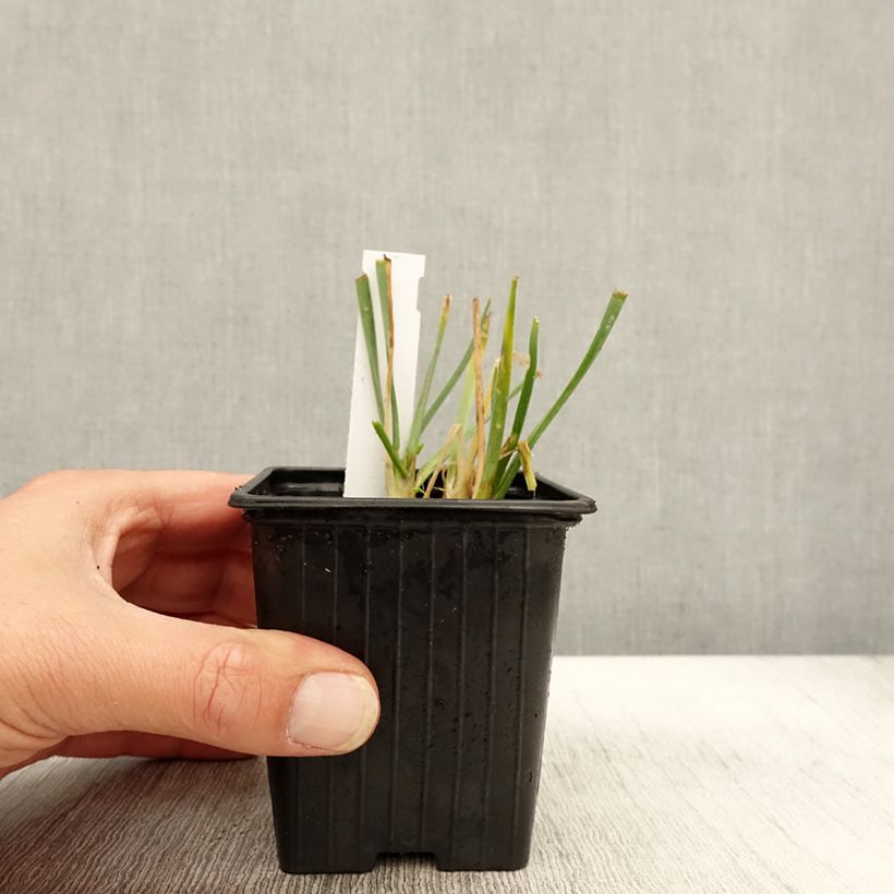 Exemplaar van Allium senescens Lisa Blue - Sierui Kweekpotje van 8/9 cm kaliber I zoals geleverd in de herfst
