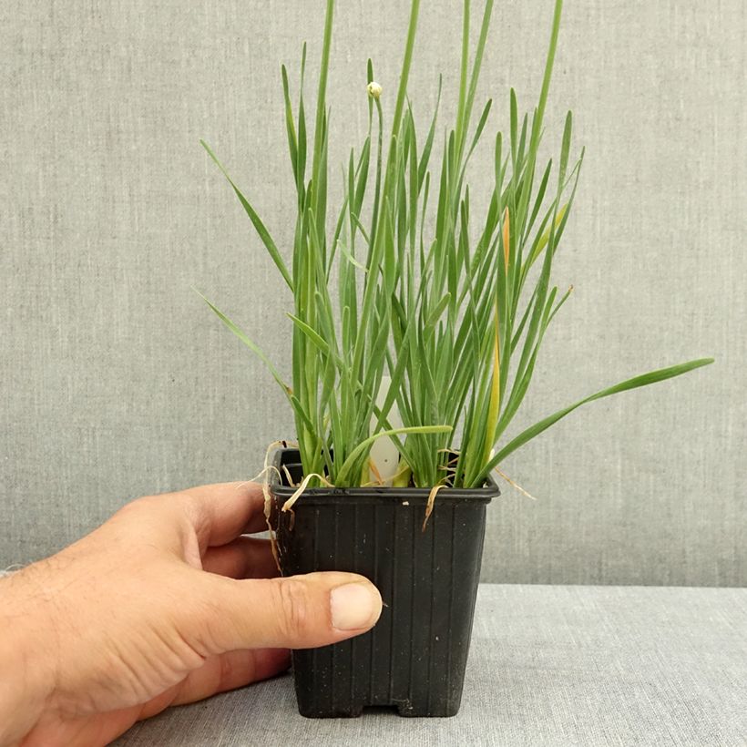 Exemplaar van Allium senescens Lisa Blue - Sierui Kweekpotje van 8/9 cm kaliber I zoals geleverd in de zomer