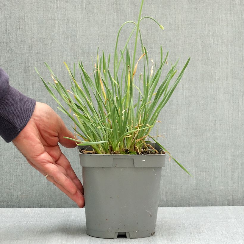 Exemplaar van Allium senescens Lisa Blue - Sierui Pot van 2 l/3 l zoals geleverd in de zomer