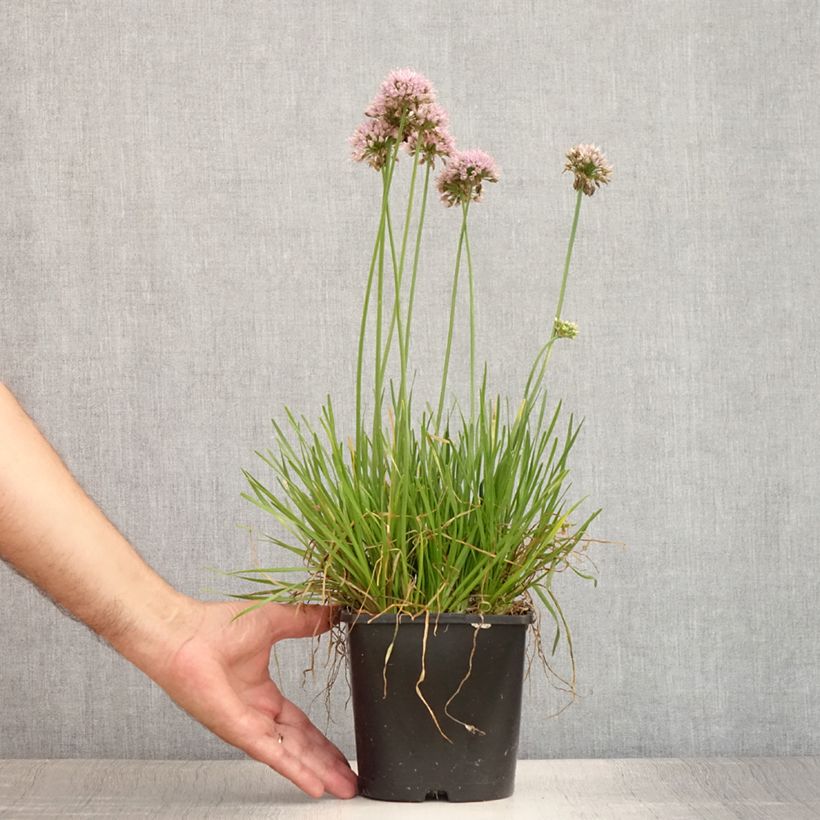 Exemplaar van Allium senescens Lisa Green - Sierui Pot van 2 l/3 l zoals geleverd in de zomer