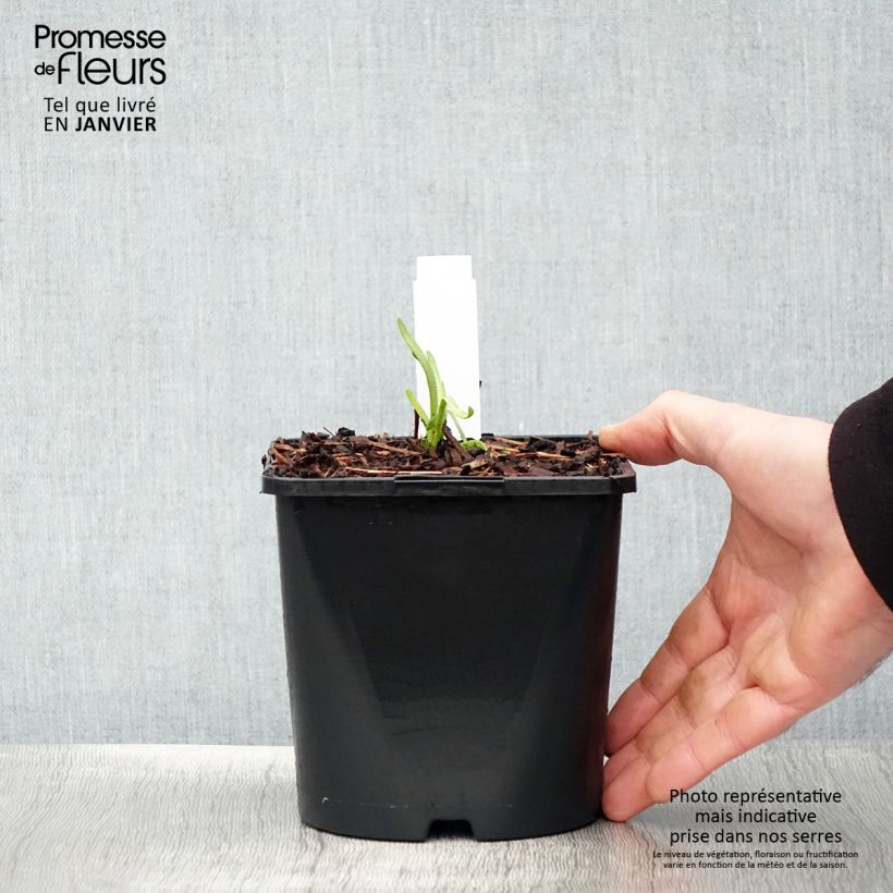 Example of Ail d'ornement - Allium senescens Lisa Green Pot van 2 l/3 l as you get in hiver