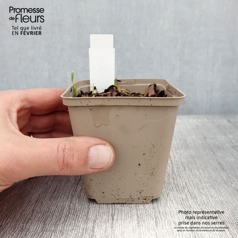 Example of Allium Serendipity - Sierui Kweekpotje van 8/9 cm as you get in hiver