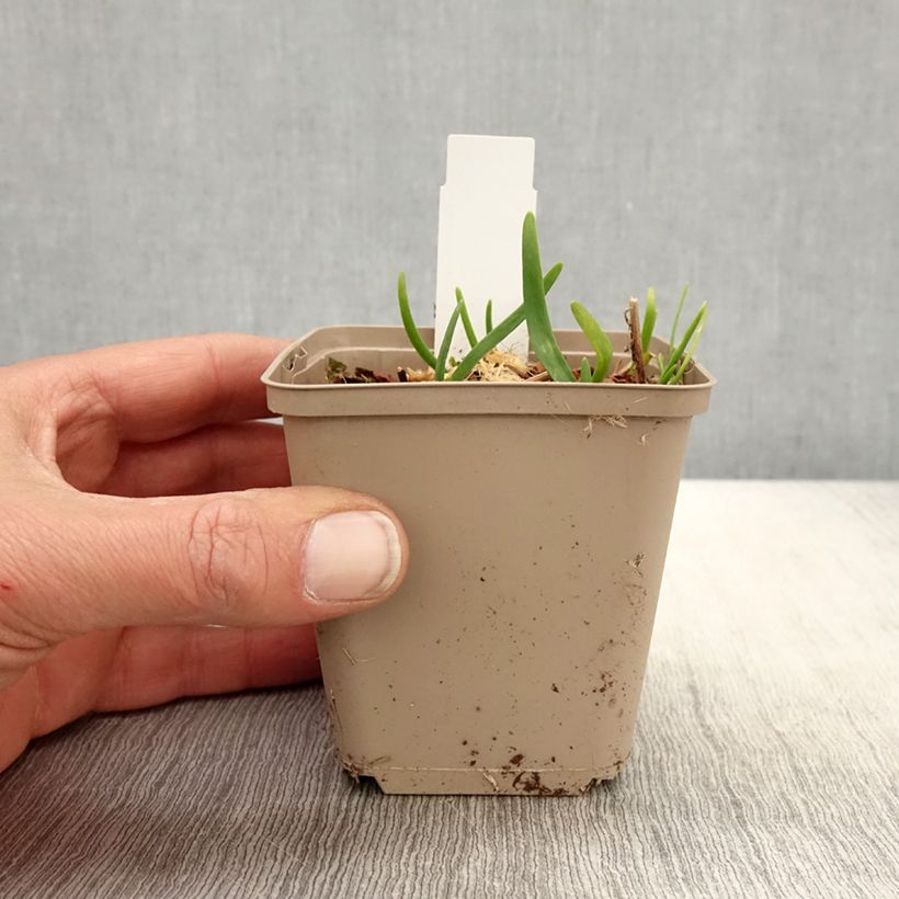 Exemplaar van Allium Serendipity - Sierui Kweekpotje van 8/9 cm zoals geleverd in de lente