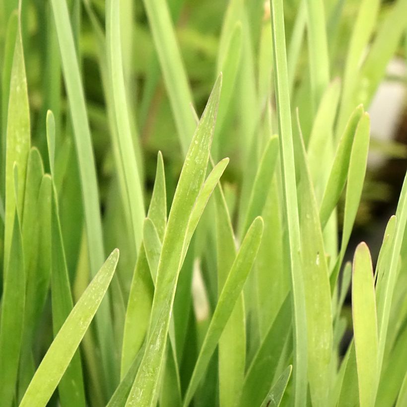 Allium Serendipity - Sierui (Blad)