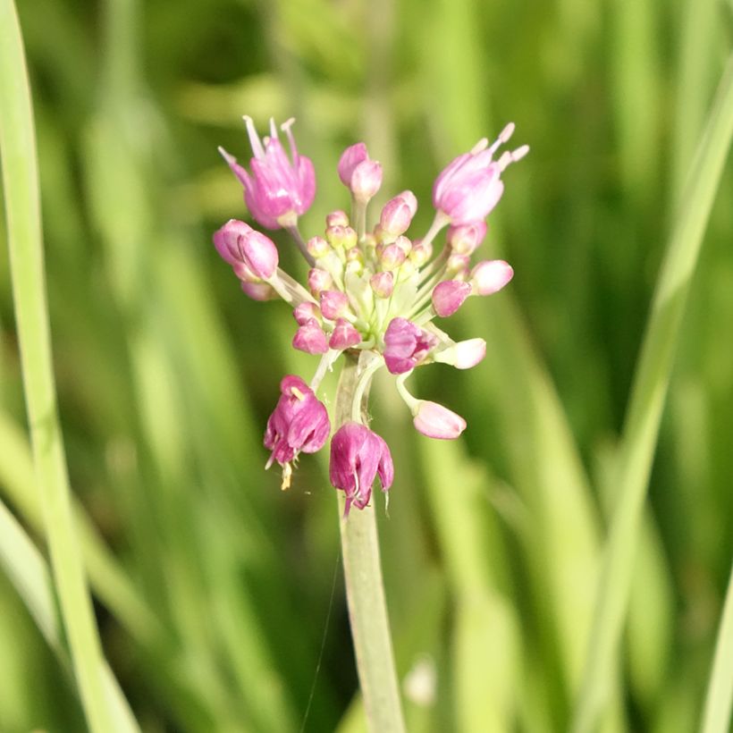 Allium Serendipity - Sierui (Bloei)