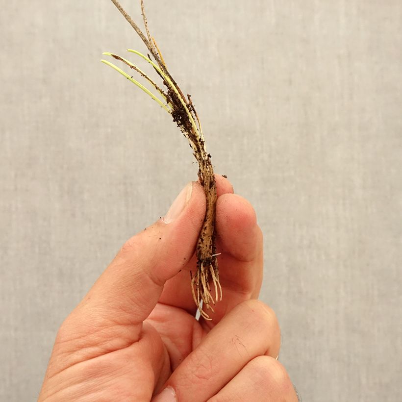 Exemplaar van Allium sikkimense - Sierui Bol kaliber I zoals geleverd in de herfst