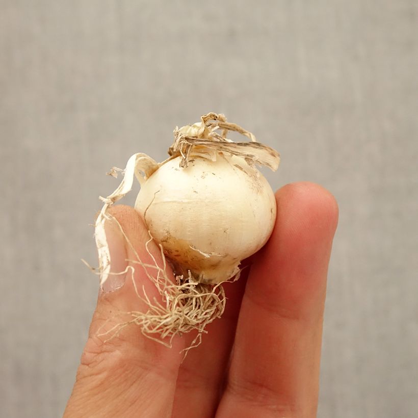 Exemplaar van Allium multibulbosum Silver Spring - Zwarte look Bol kaliber 2.5/5 zoals geleverd in de herfst