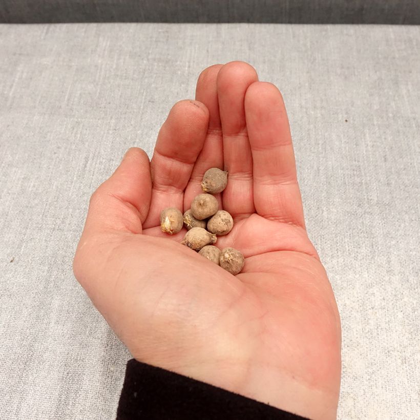 Exemplaar van Allium sphaerocephalon - Trommelstokje Bol kaliber 4+ zoals geleverd in de lente