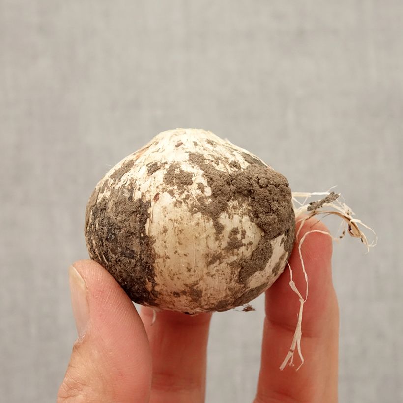 Exemplaar van Allium Statos - Sierui Bol kaliber 14+ zoals geleverd in de herfst