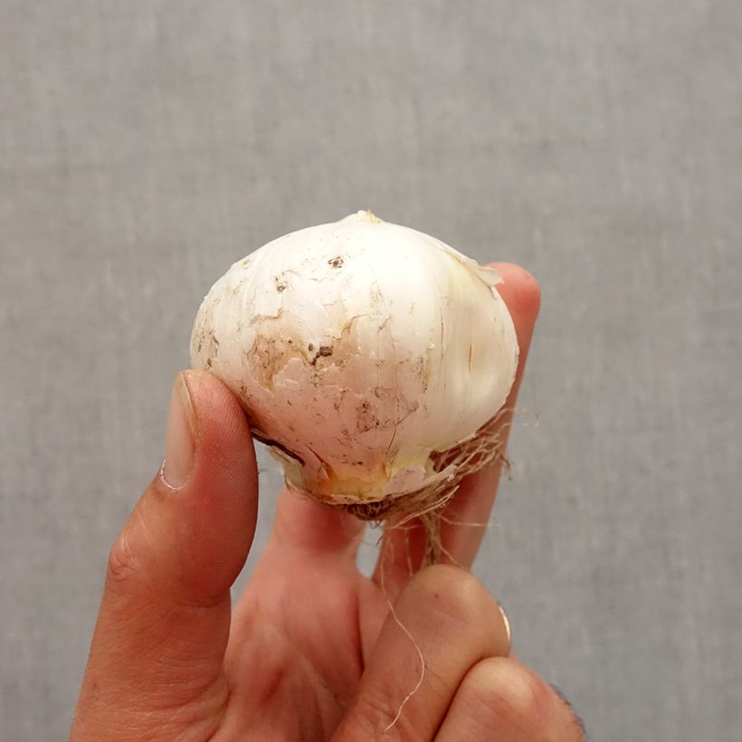 Exemplaar van Allium stipitatum White Giant - Sierui Bol kaliber 18+ zoals geleverd in de herfst